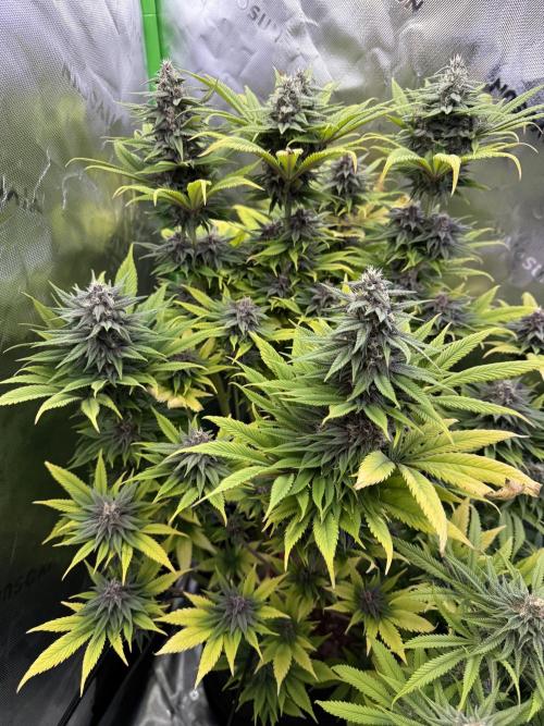 White Widow grow 2. Week 12