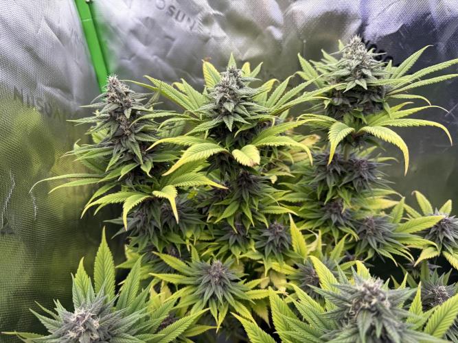 White Widow grow 2. Week 12