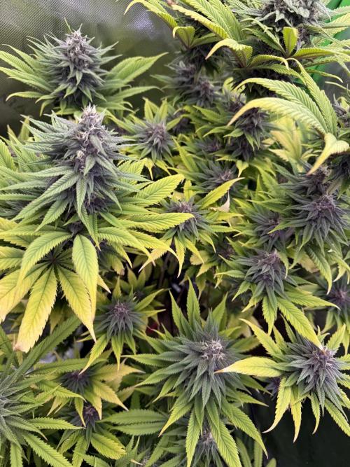 White Widow grow 2. Week 12