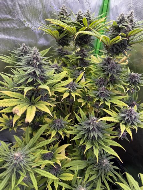 White Widow grow 2. Week 12