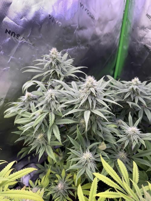 RQS Special Queen #1 Grow. Week 12