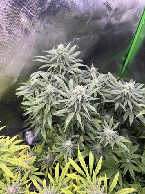 RQS Special Queen #1 Grow. Week 12