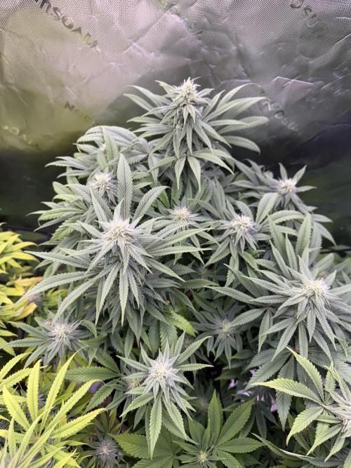 RQS Special Queen #1 Grow. Week 12