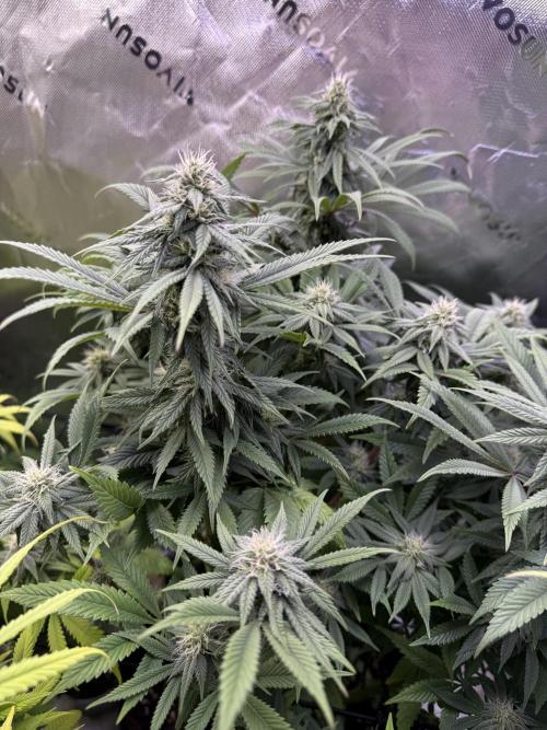 RQS Special Queen #1 Grow. Week 12