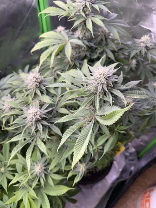 White Widow RQS. Week 11