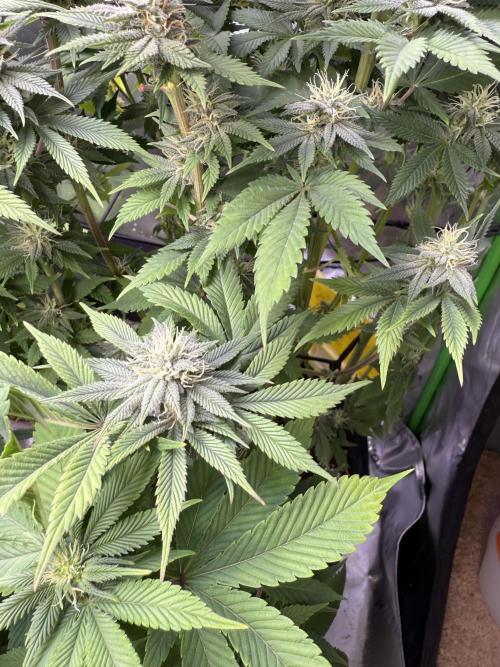 White Widow RQS. Week 11