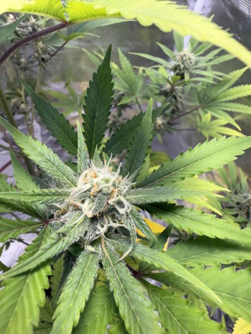 Amnesia Zkittles Auto Grow Log. Week 8