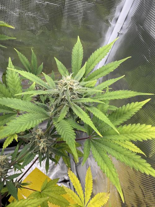 Amnesia Zkittles Auto Grow Log. Week 8