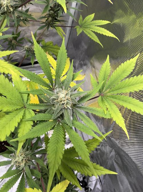 Amnesia Zkittles Auto Grow Log. Week 8