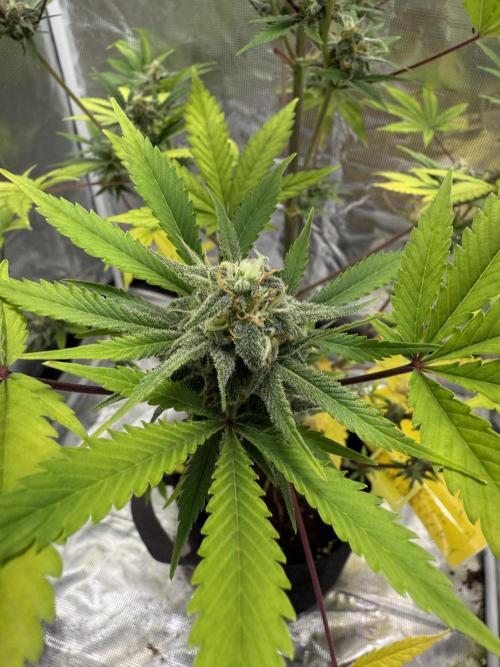 Amnesia Zkittles Auto Grow Log. Week 9