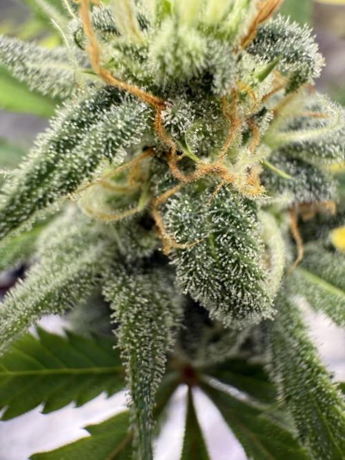 Amnesia Zkittles Auto Grow Log. Week 9