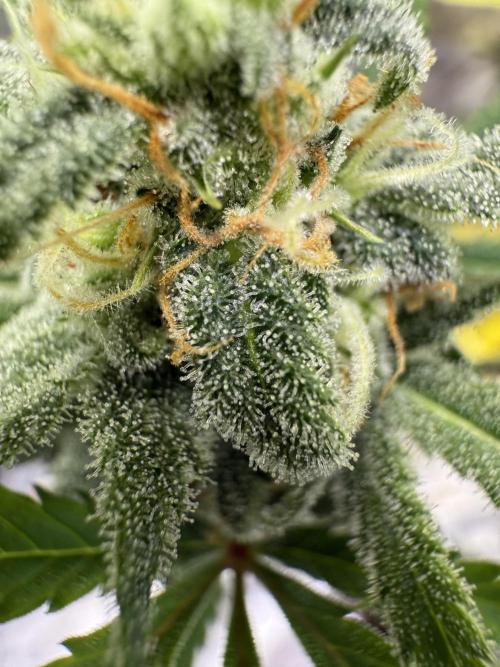 Amnesia Zkittles Auto Grow Log. Week 9