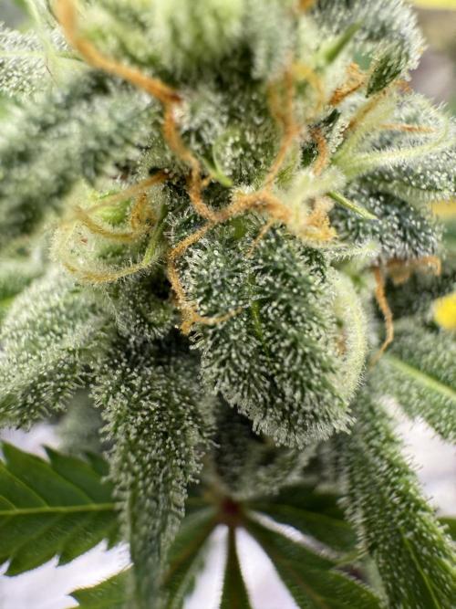 Amnesia Zkittles Auto Grow Log. Week 9