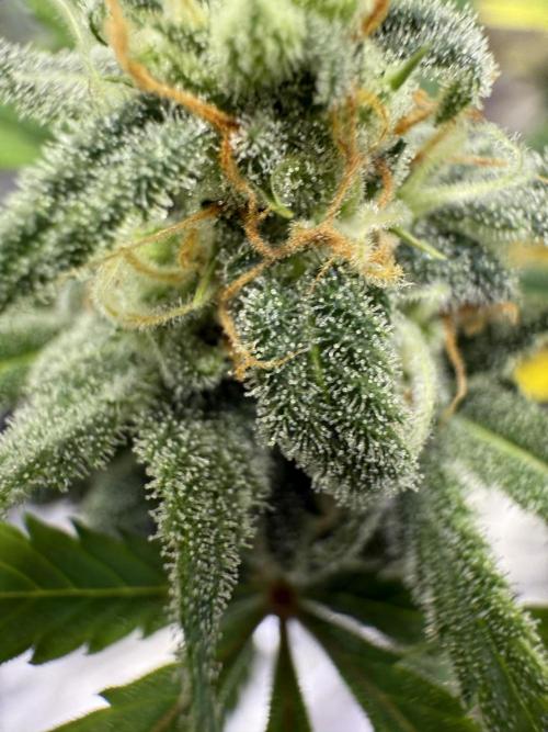 Amnesia Zkittles Auto Grow Log. Week 9