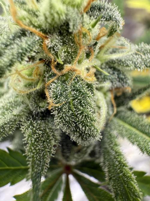 Amnesia Zkittles Auto Grow Log. Week 9