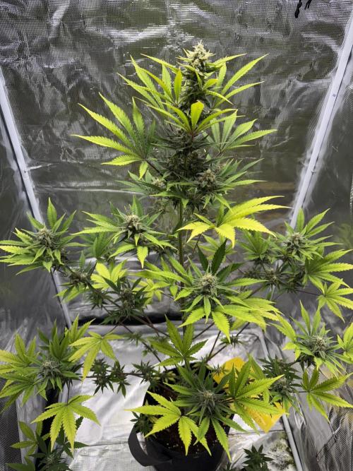 Amnesia Zkittles Auto Grow Log. Week 9