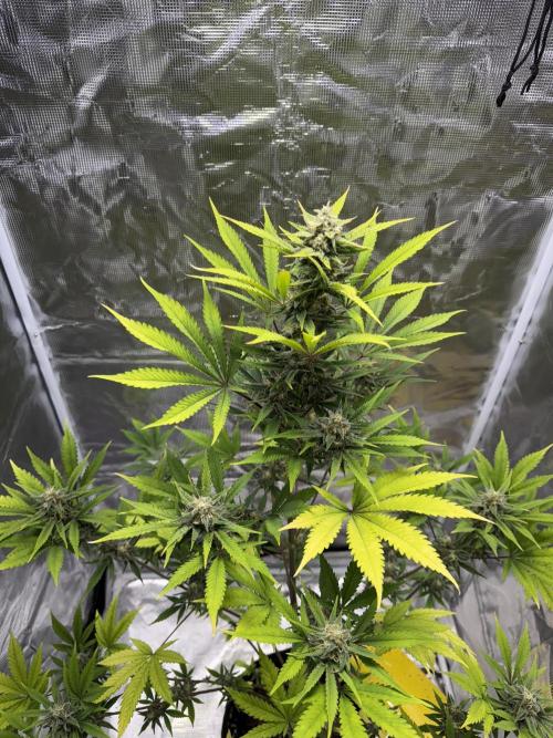 Amnesia Zkittles Auto Grow Log. Week 9