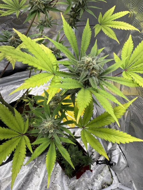 Amnesia Zkittles Auto Grow Log. Week 9