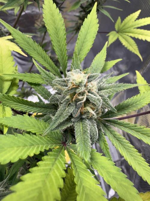 Amnesia Zkittles Auto Grow Log. Week 9