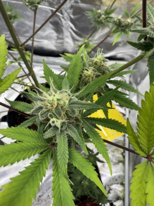 Amnesia Zkittles Auto Grow Log. Week 9