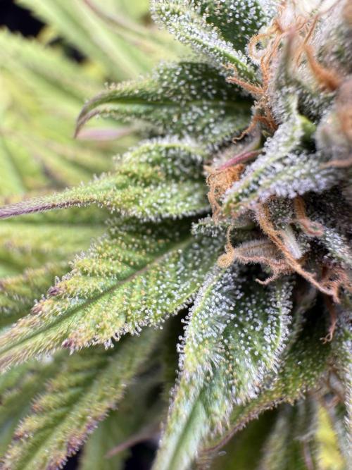 Chocolate Durban Fem Photo. Week 12