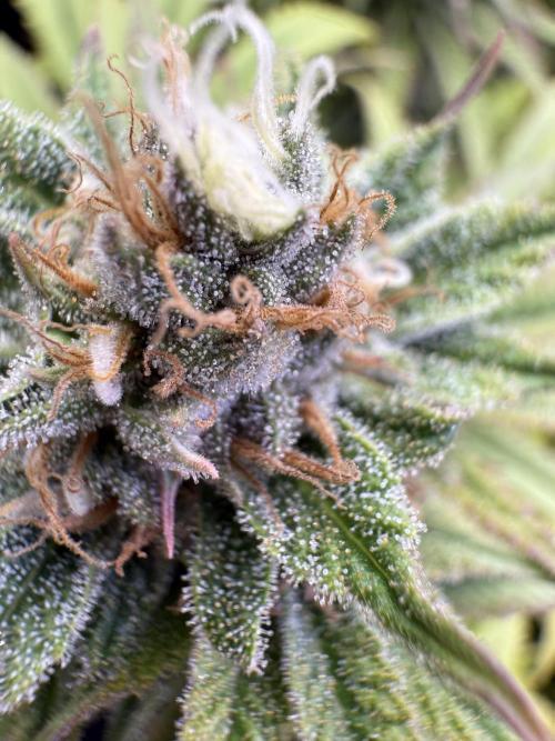 Chocolate Durban Fem Photo. Week 12