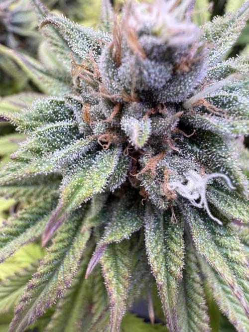 Chocolate Durban Fem Photo. Week 12