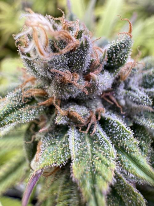 Chocolate Durban Fem Photo. Week 12