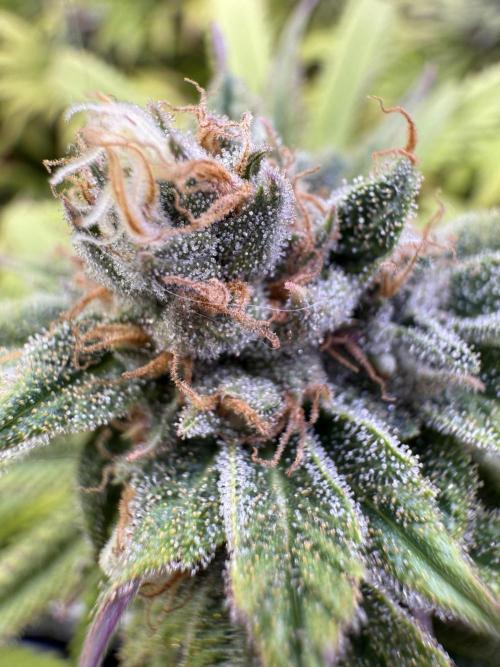 Chocolate Durban Fem Photo. Week 12