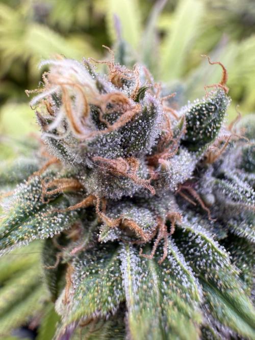 Chocolate Durban Fem Photo. Week 12