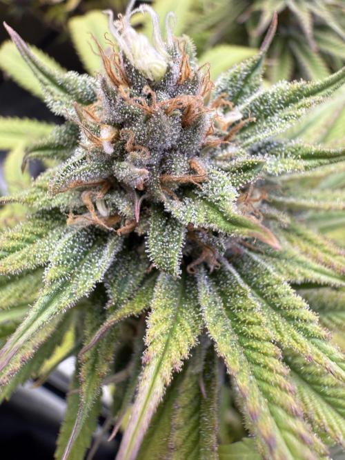 Chocolate Durban Fem Photo. Week 12