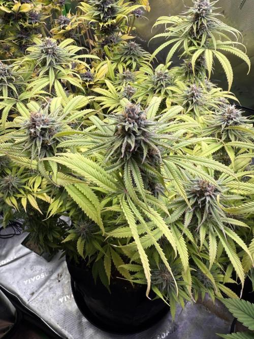 Chocolate Durban Fem Photo. Week 12