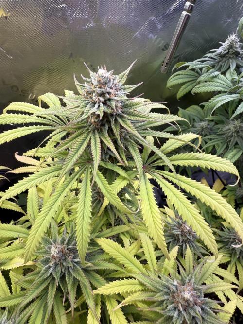 Chocolate Durban Fem Photo. Week 12