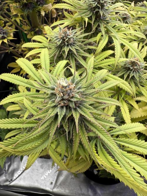 Chocolate Durban Fem Photo. Week 12