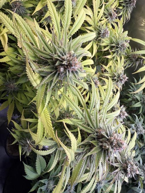 Chocolate Durban Fem Photo. Week 12