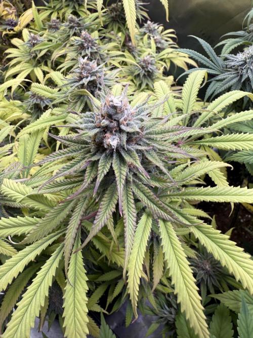 Chocolate Durban Fem Photo. Week 12