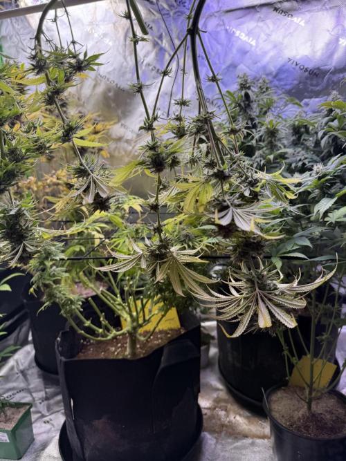 Chocolate Durban Fem Photo. Week 12