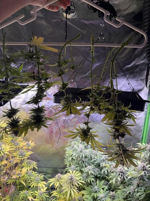 Chocolate Durban Fem Photo. Week 12