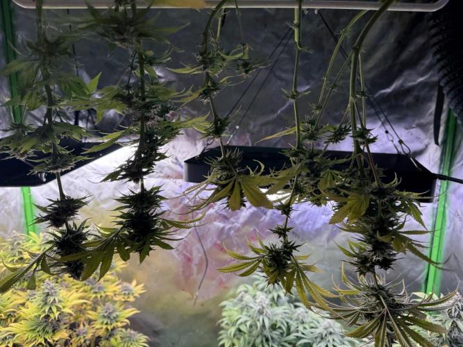 Chocolate Durban Fem Photo. Week 12