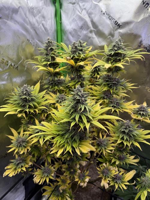 White Widow grow 2. Week 13