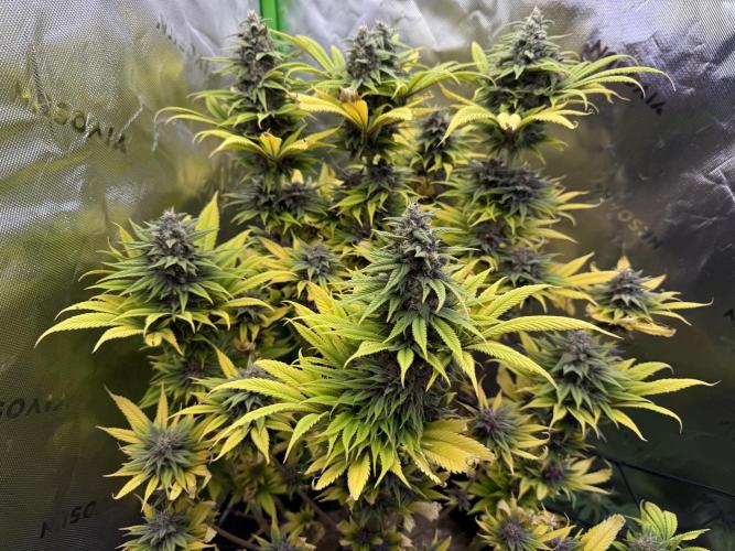 White Widow grow 2. Week 13