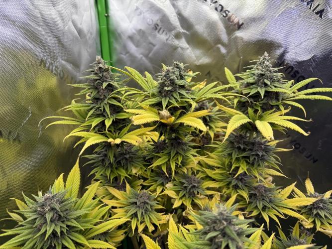 White Widow grow 2. Week 13