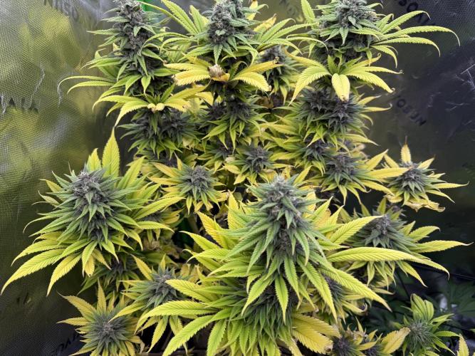 White Widow grow 2. Week 13