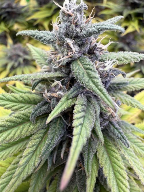 White Widow grow 2. Week 13