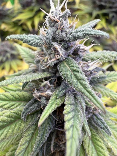 White Widow grow 2. Week 13