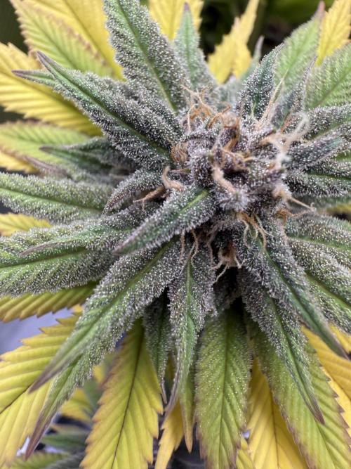 White Widow grow 2. Week 13