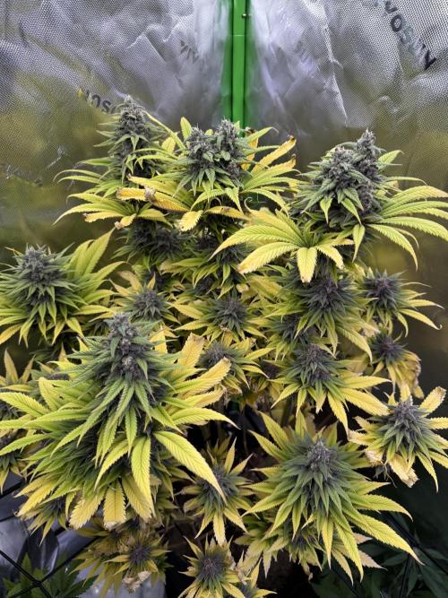 White Widow grow 2. Week 13