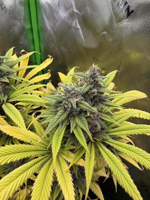 White Widow grow 2. Week 13