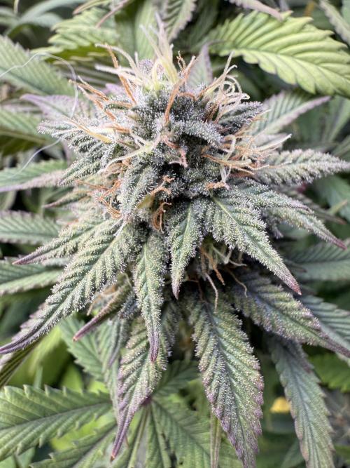 RQS Special Queen #1 Grow. Week 13