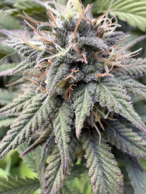 RQS Special Queen #1 Grow. Week 13